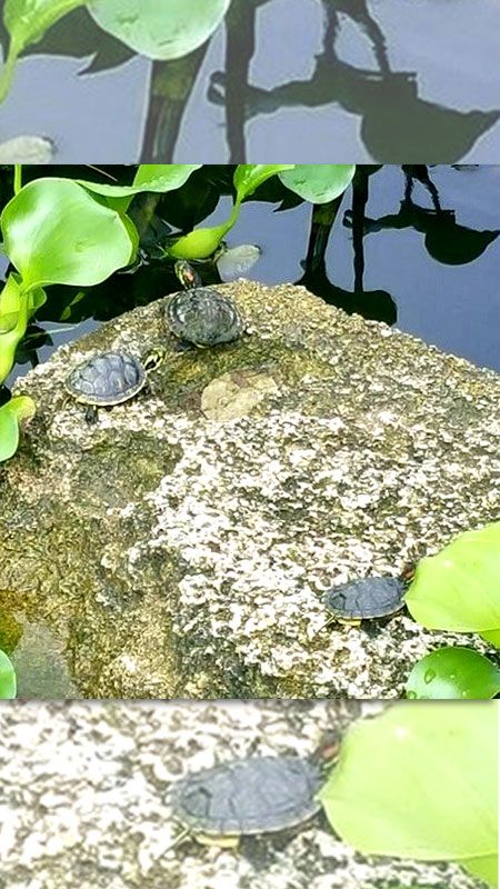 Turtle Babies