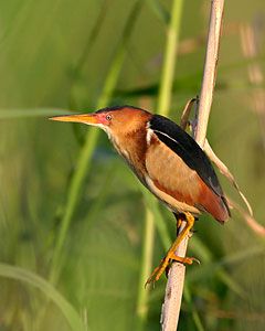 Beak of the Week: Least Bittern