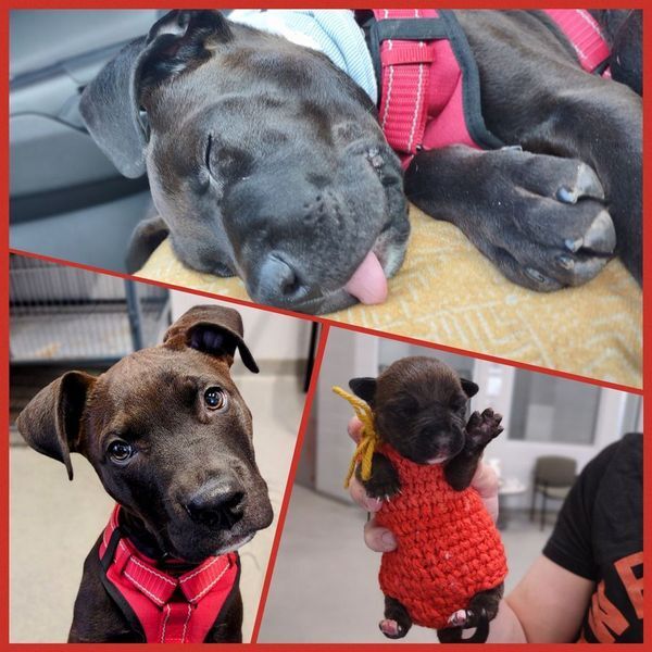 KIT THE CLEFT PALATE PUPPY Special Animal Stories What We Do