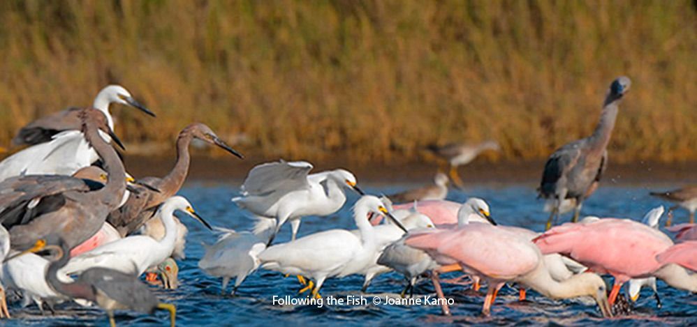 Mixed egrets and spoonbills