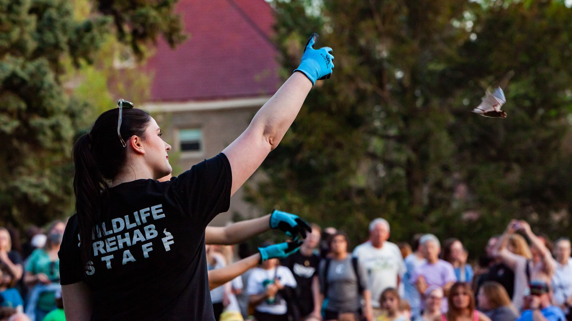 Bat Release Devon