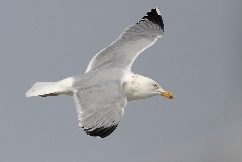 Herring Gull