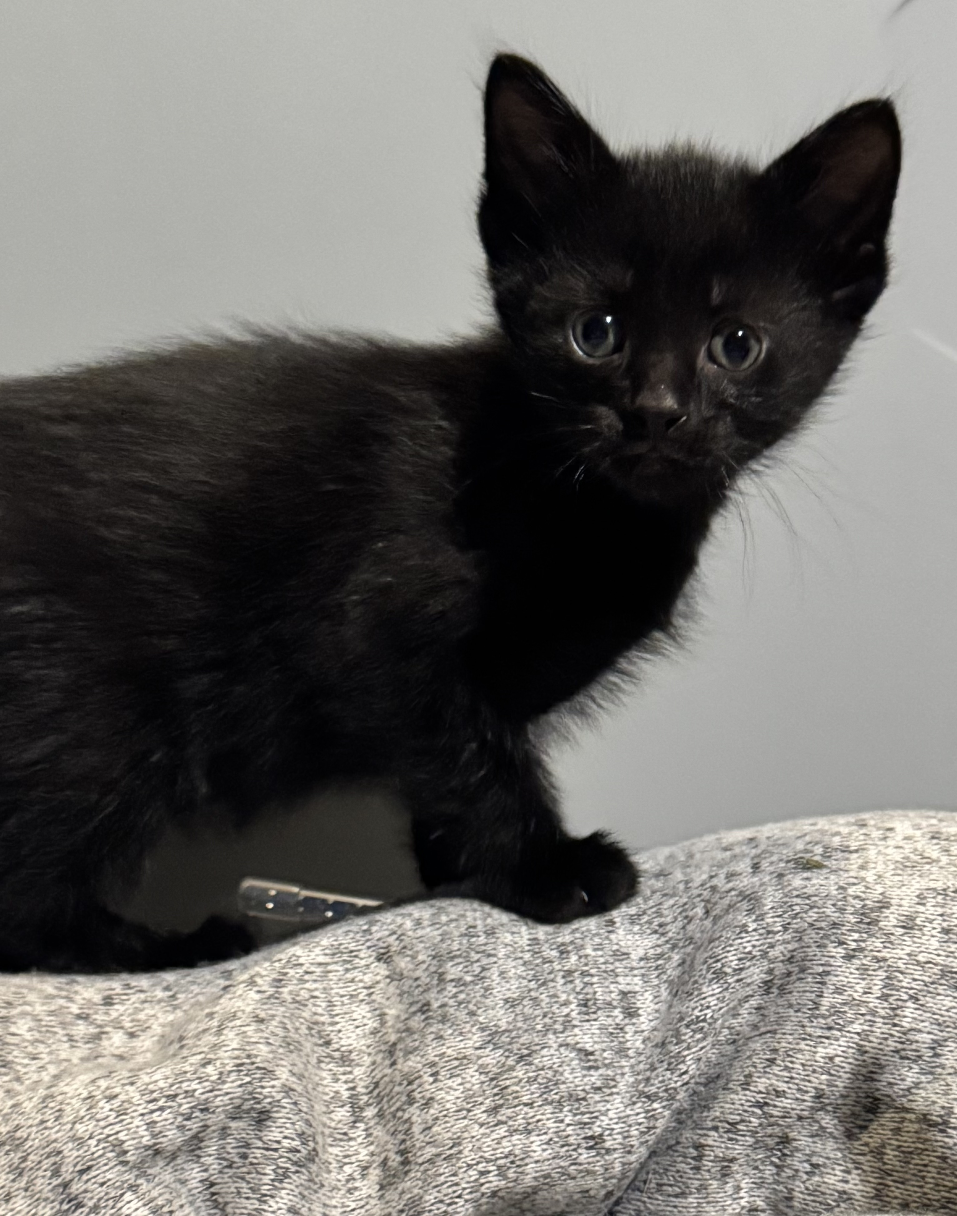 Umbreon - ADOPTION PENDING