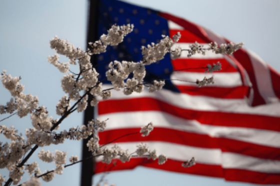 American flag in the distance behind cherry blossoms