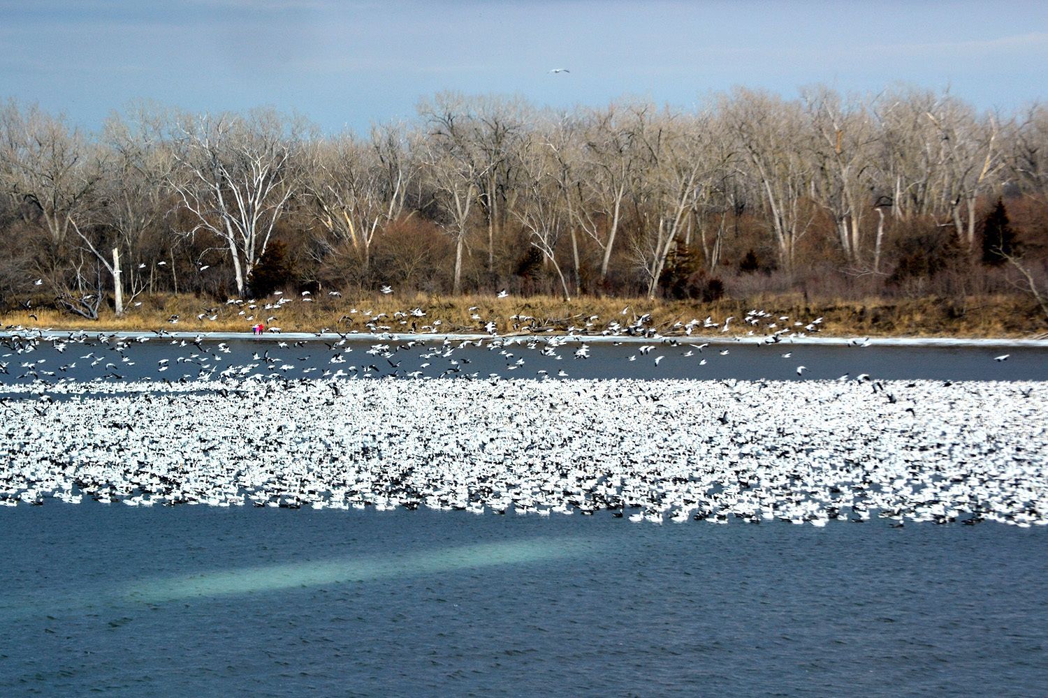 A large flock of Snow Geese in open water at DeSoto National Wildlife Refuge