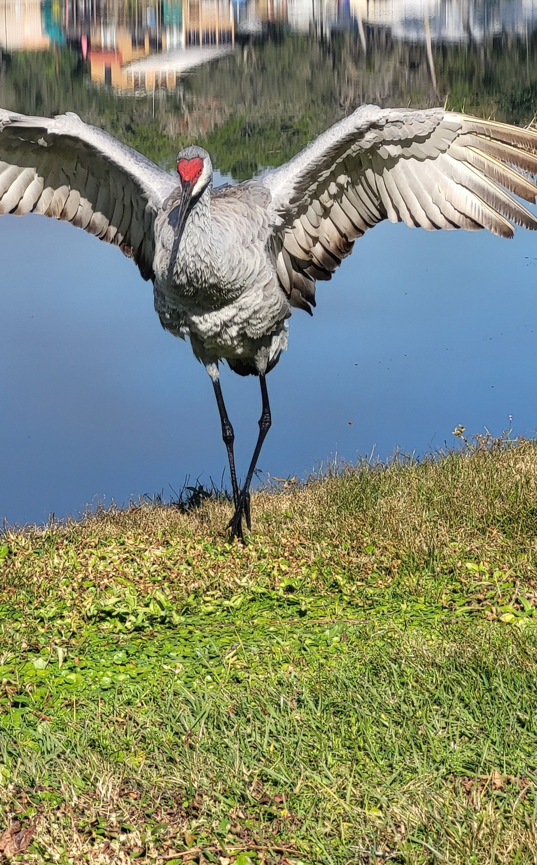 Sandhill Dance by Donna Grimes