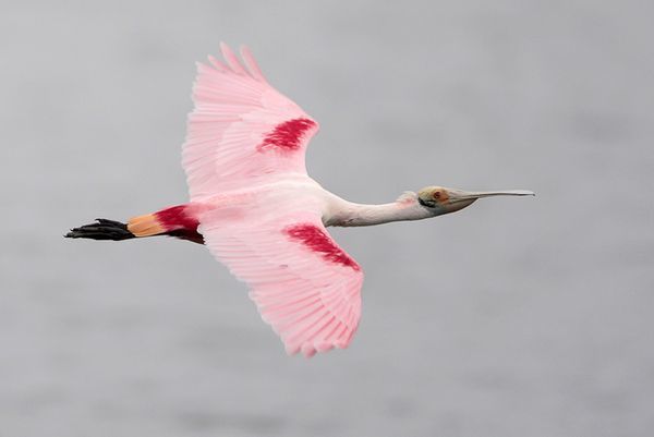 Roseate Spoonbill | Bird Gallery | Houston Audubon