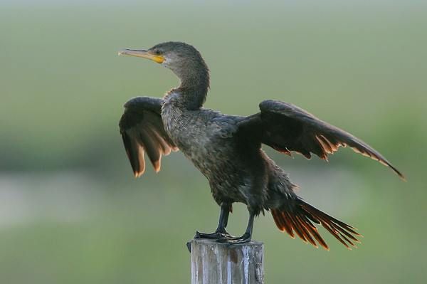 Double-crested Cormorant