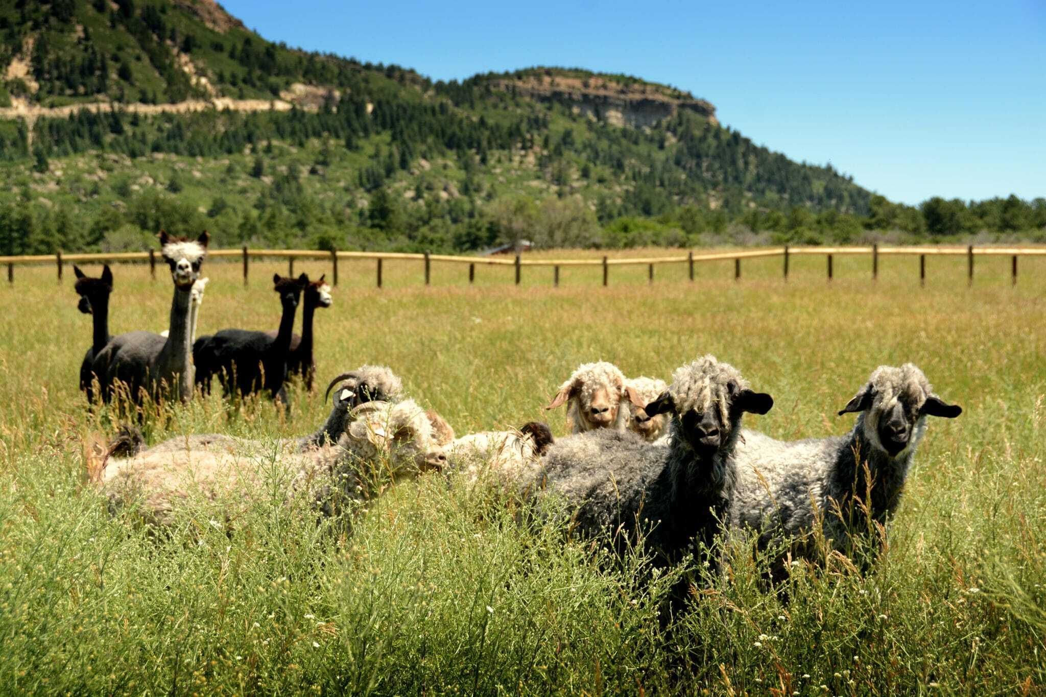 Llamas in a zoo pasture.