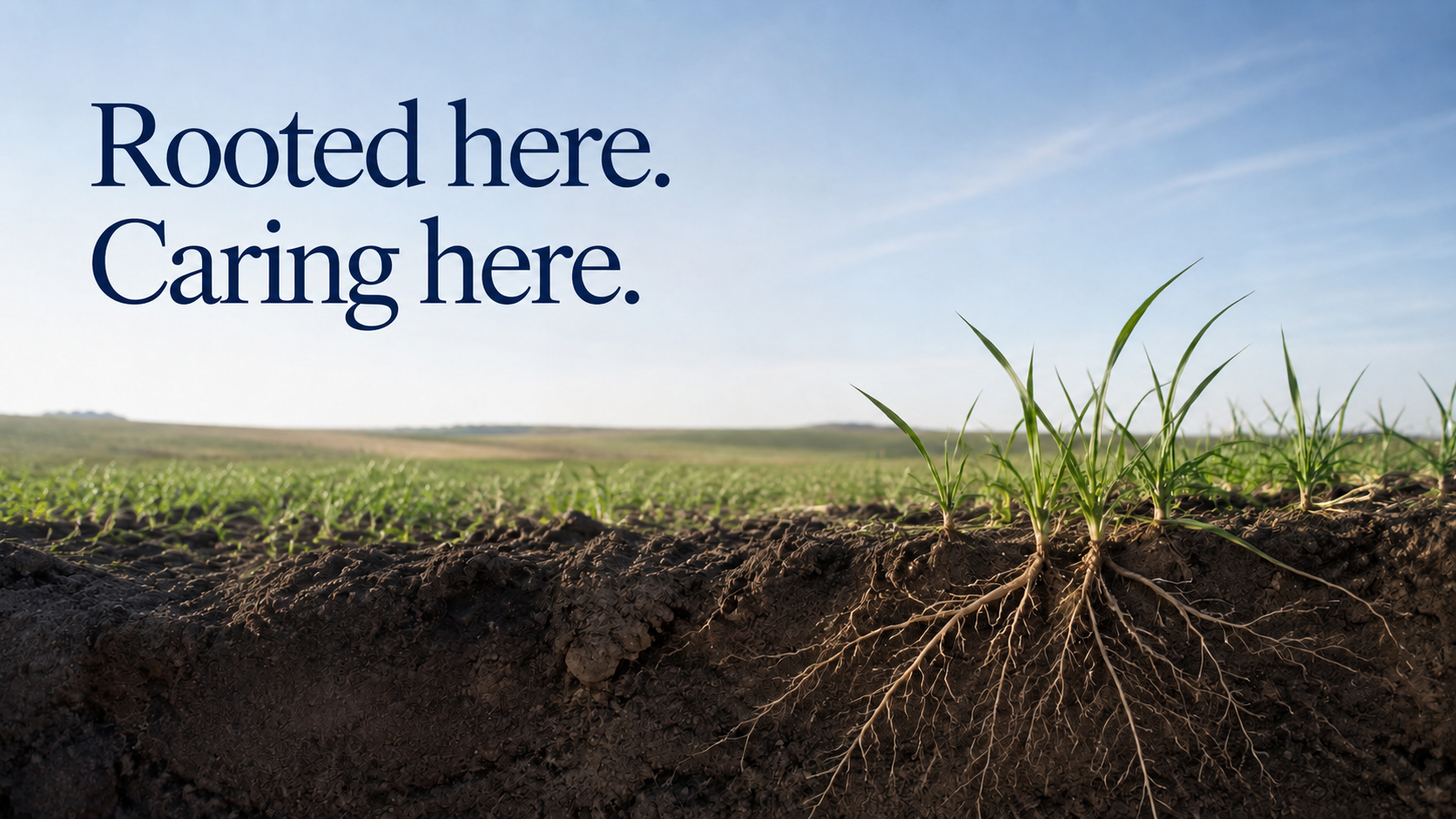 Young plants with visible roots growing in a rural field.