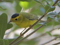 Beak of the Week: Wilson’s Warbler