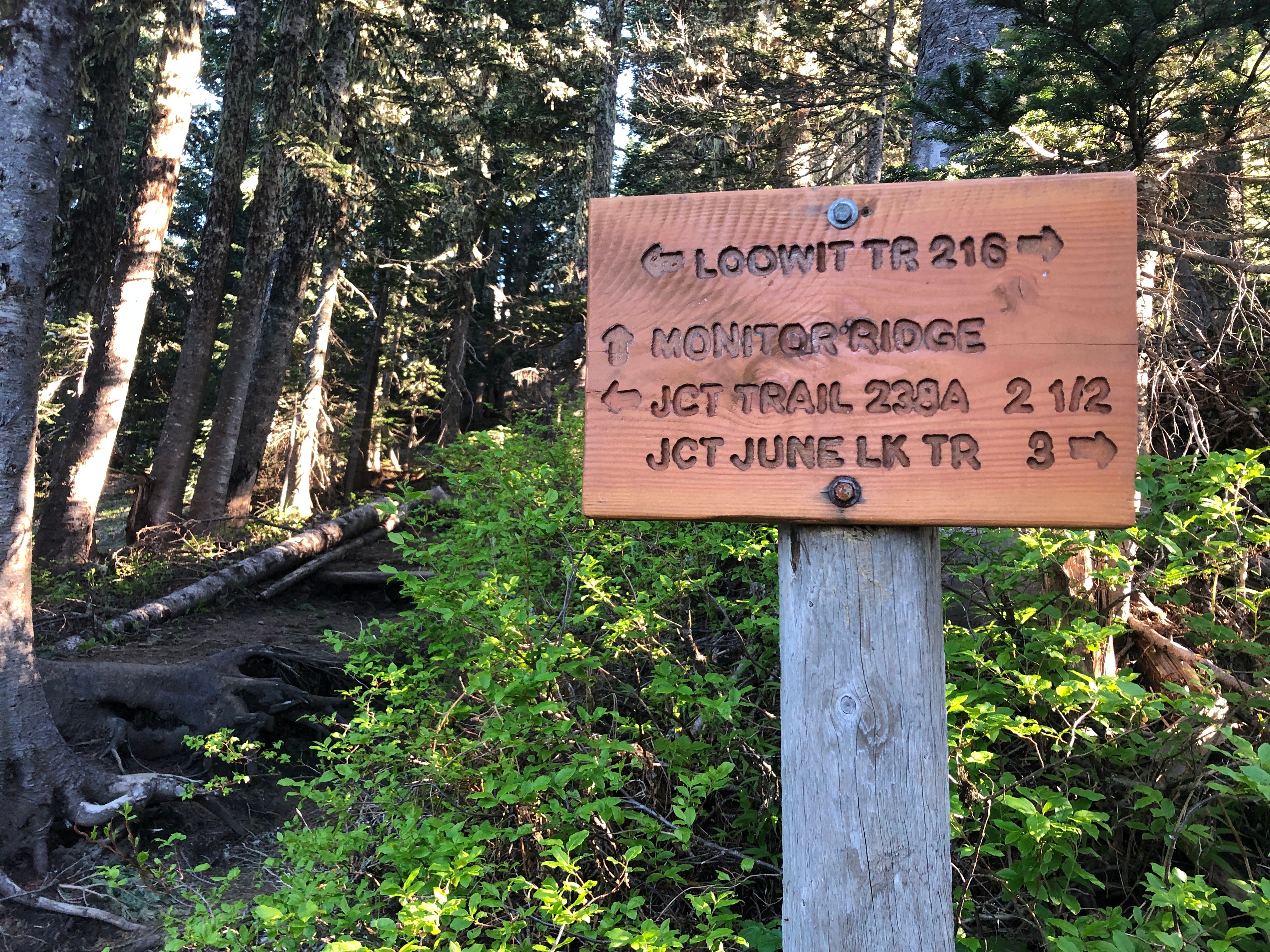 Junction of Ptarmigan Trail and Loowit Trail (3700')