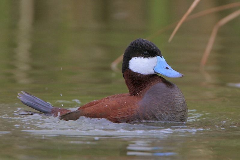 Ruddy Duck