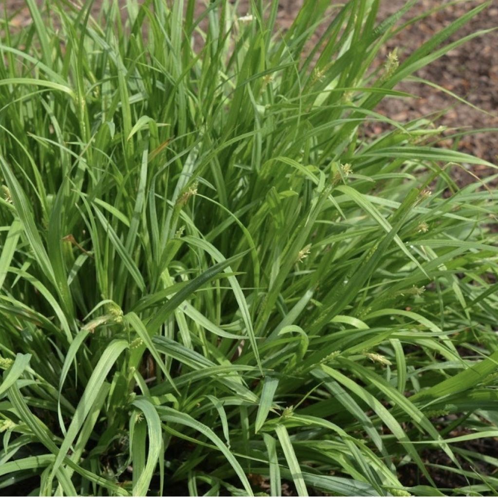 Carex Flaccosperma   (Thin Fruit Sedge)