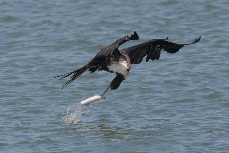 Magnificent Frigatebird