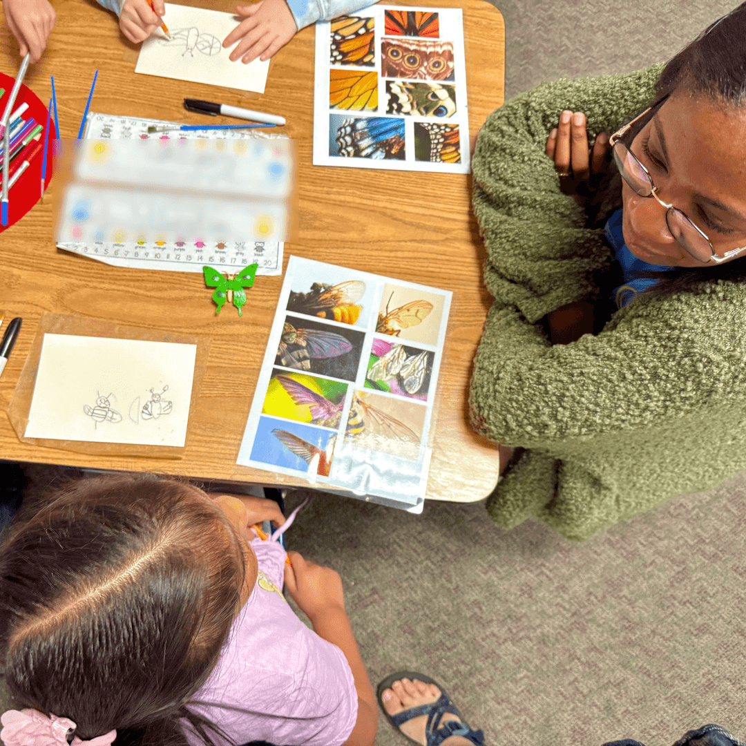 Overhead view of butterfly wing designs used to guide students in drawing them