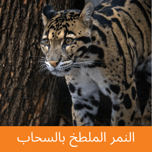 Clouded Leopard