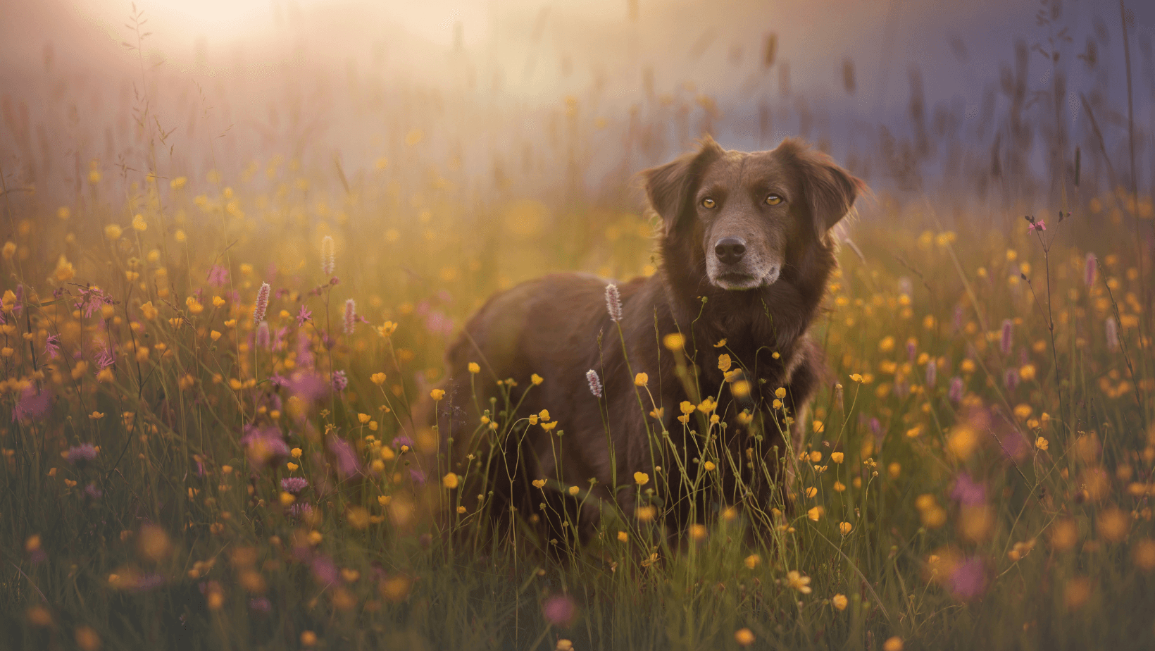 Spring Fling Dog Adoption Promotion