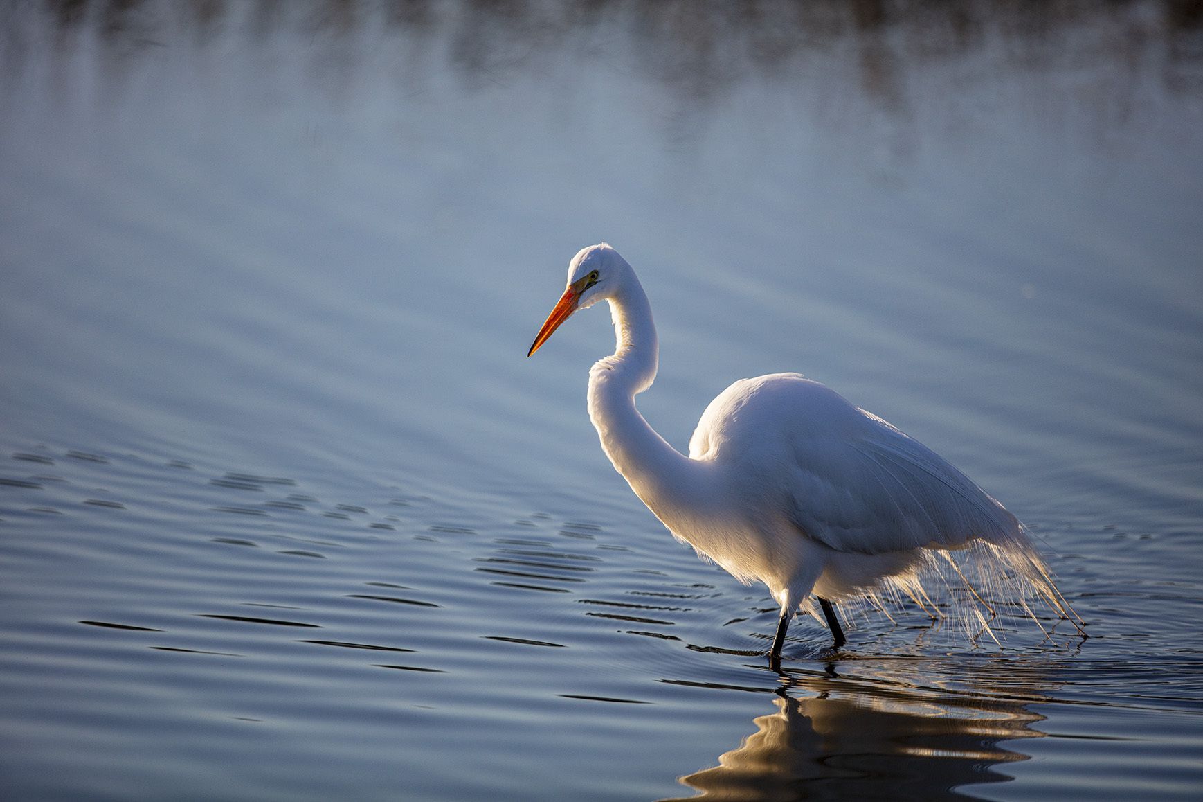 Great Egret