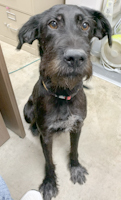 Princess - ADOPTED