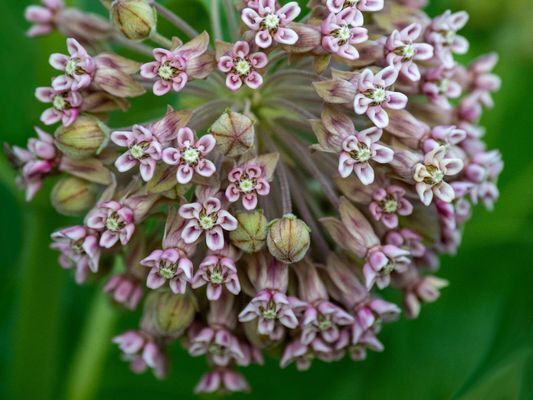 Cluster of light pink flowers with dark pink centers. 