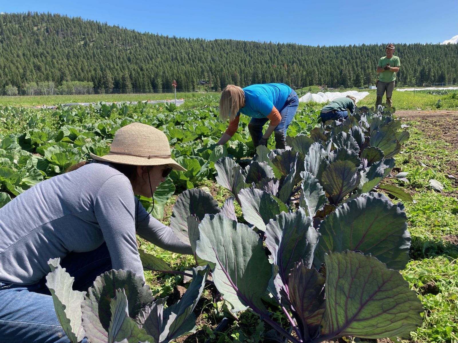 Food Bank Grass Valley Serving Community and Fighting Hunger.