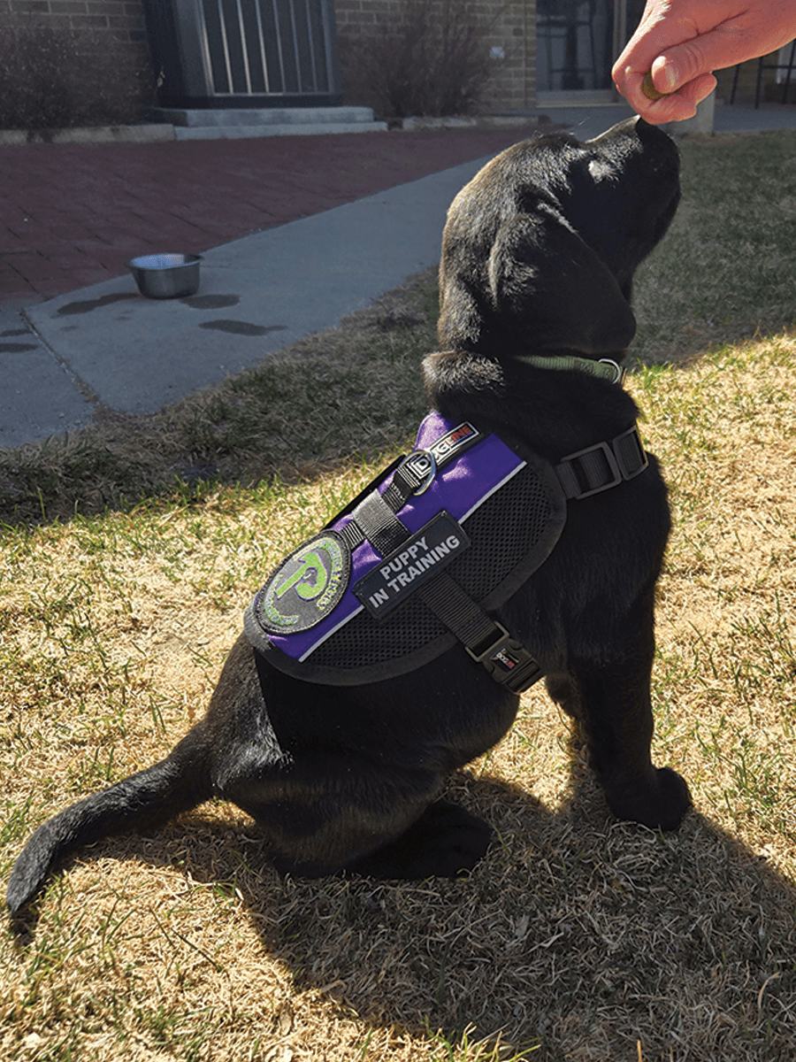 Puppy in training Forest in training session