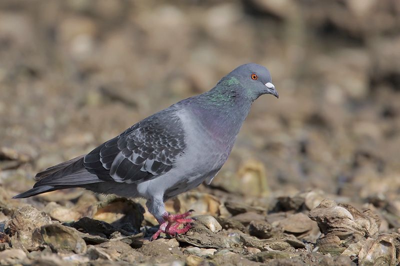 Rock Pigeon  Audubon Field Guide