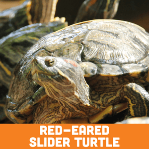 red eared slider turtle