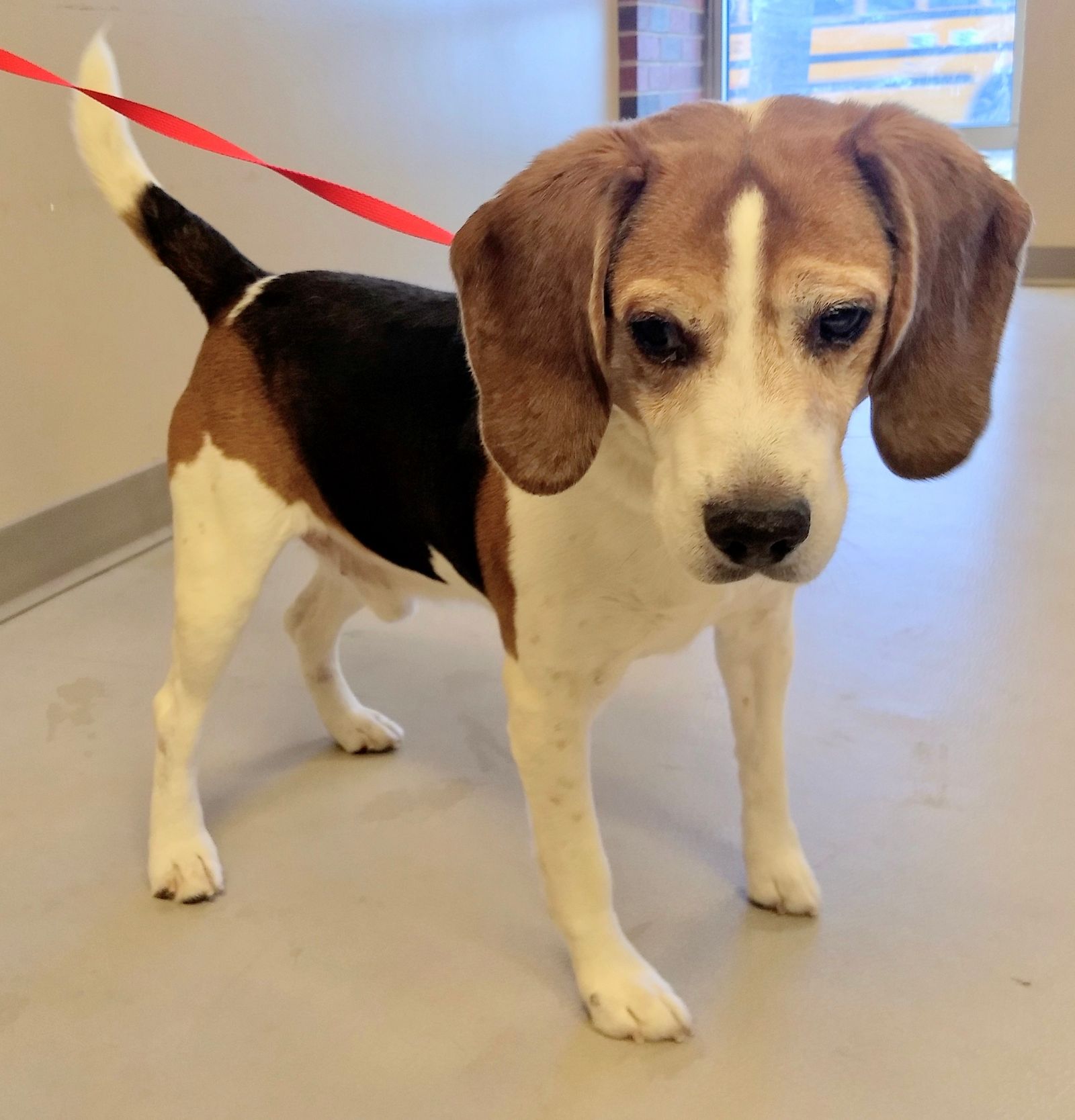 Buster the Beagle : Available Dogs : Nebraska No Kill Canine Rescue