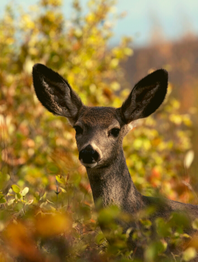 A female mule deer, ears alert, looks toward the camera with a beautiful summer yellow plant in the background