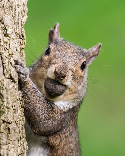 Ohio’s Fall Hunting Seasons Begin in September