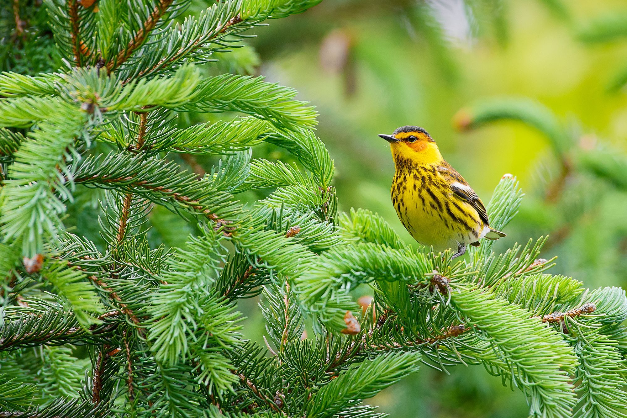 Cape May Warbler