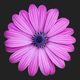 purple chamomille