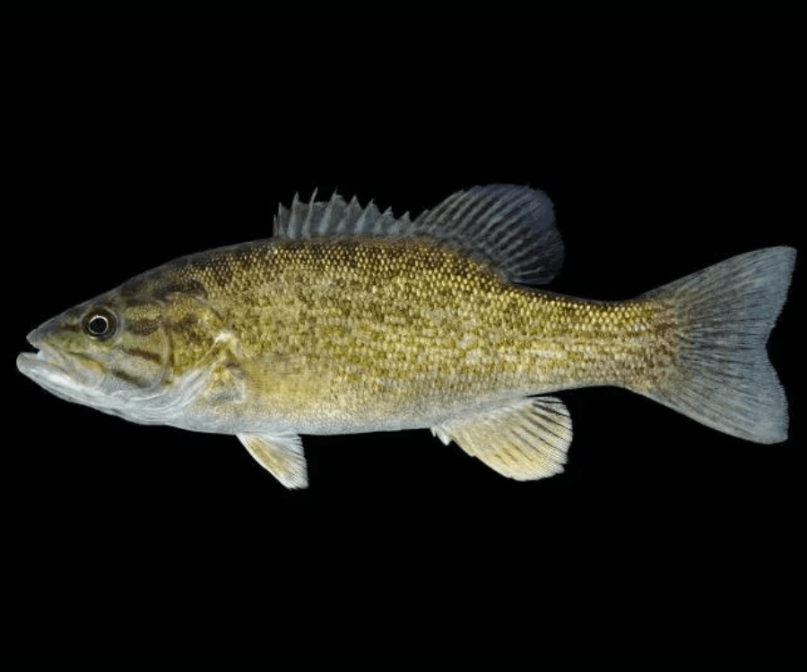 Smallmouth Bass