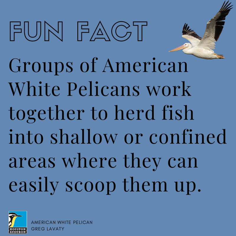 American White Pelicans fun fact