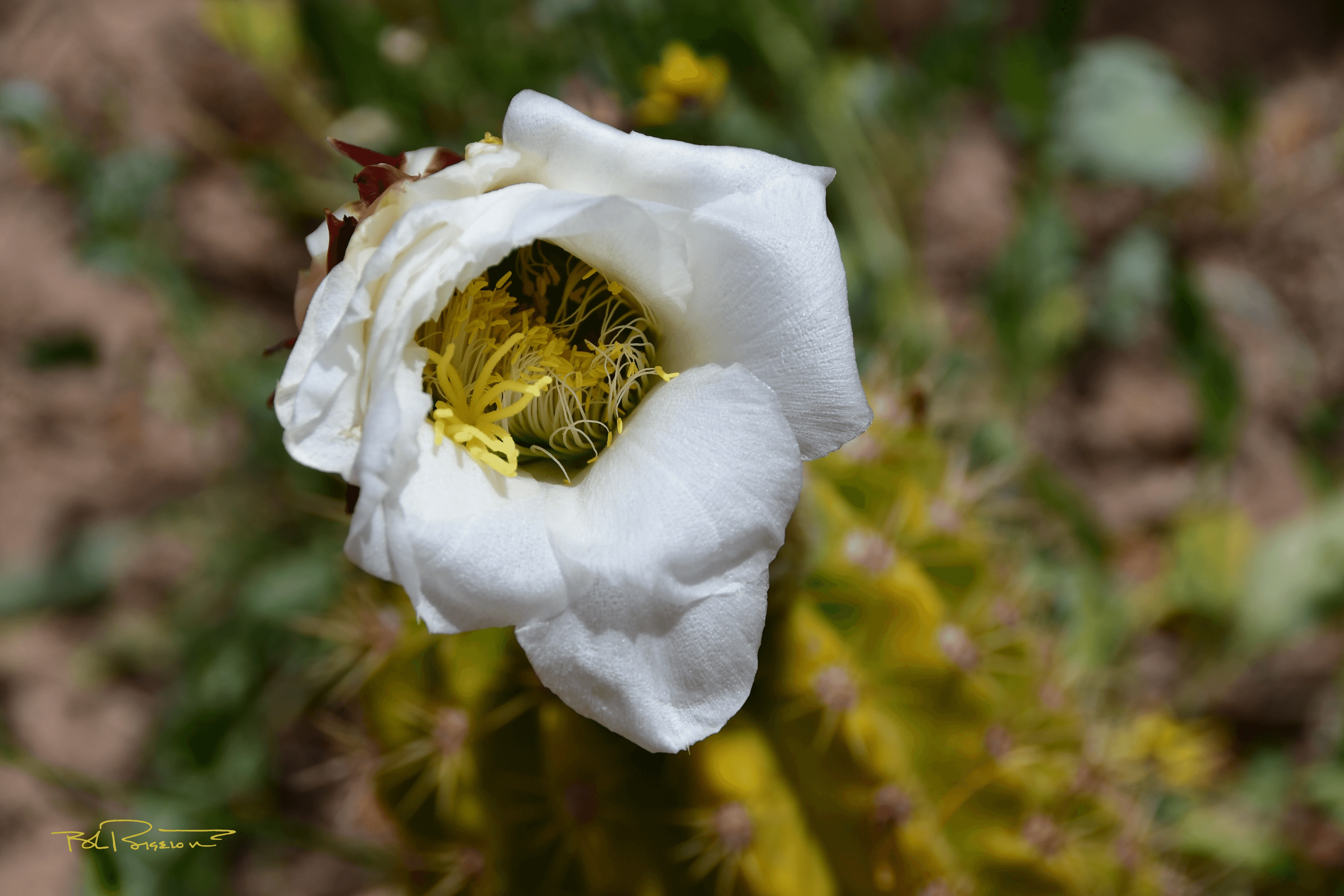 Chapel Bloom