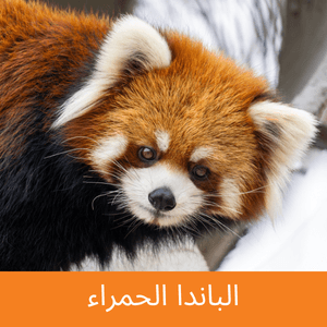 red panda