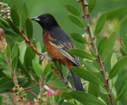 Orchard Oriole