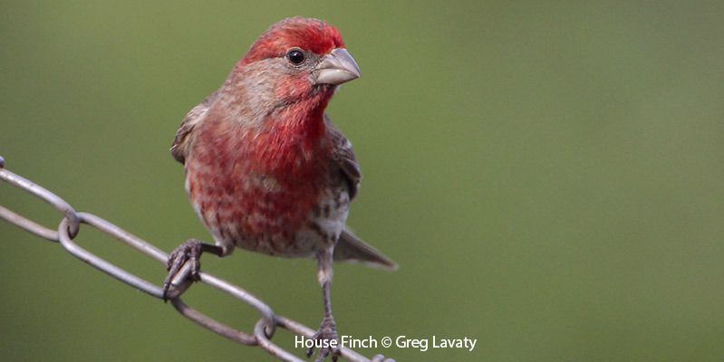 House Finch