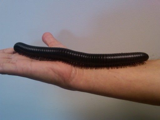 African Black Millipede | MILLY