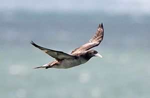 Northern Gannet (juvenile)