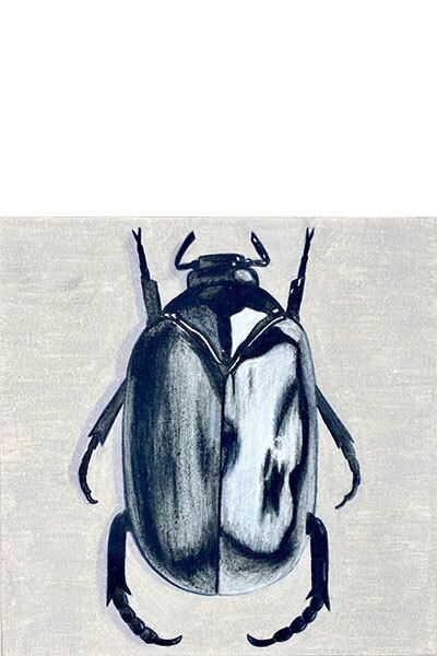 Shinning Beetle