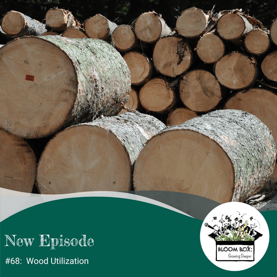 Round logs stacked and waiting to be processed into wood products. 