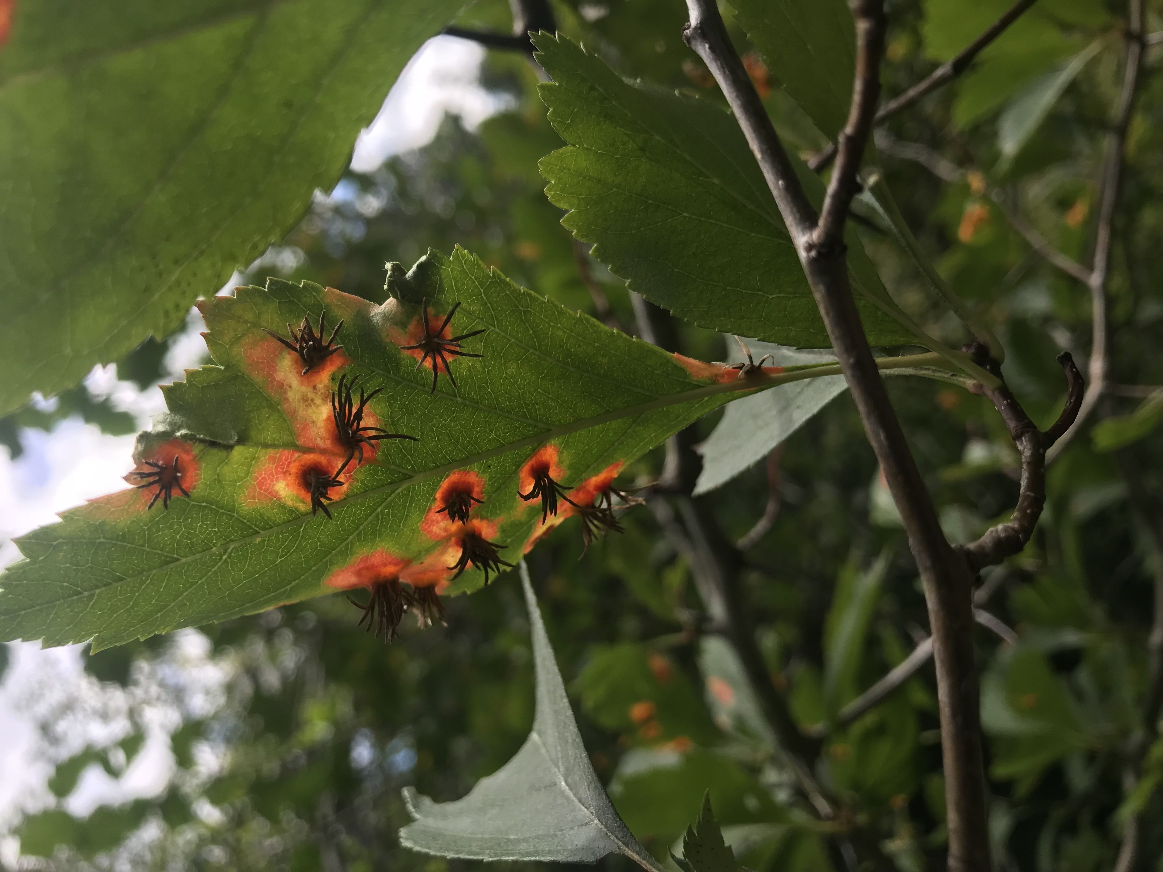 cedar apple rust on hawthorn