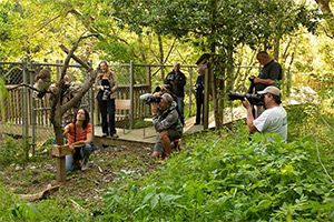 Raptor Photo Shoots