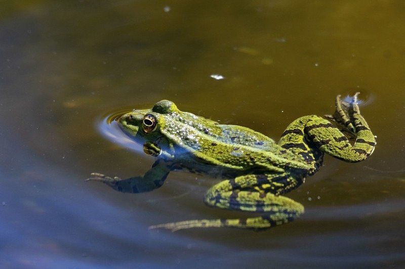 frog swimming