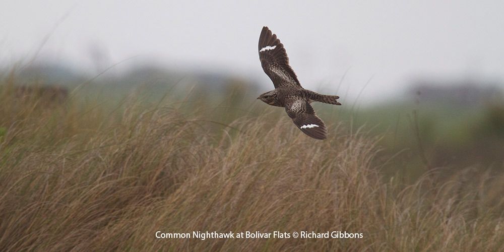 Common Nighthawk