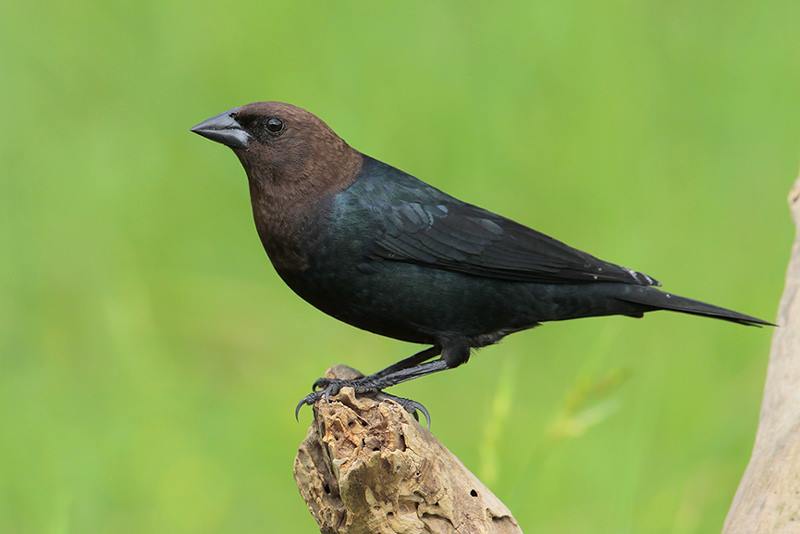 Brown-headed Cowbird | Bird Gallery | Houston Audubon