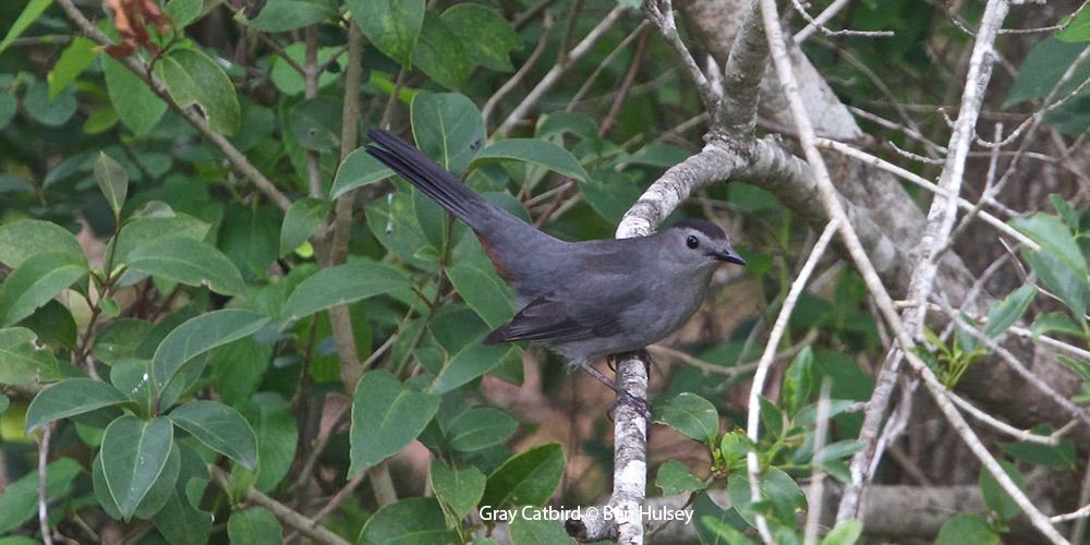 Gray Catbird 